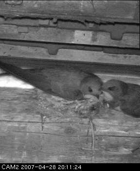 Alpensegler am Nest